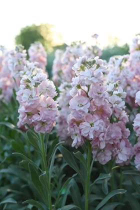 Seeds Of Strength fragrant stock flower add fragrance to borders