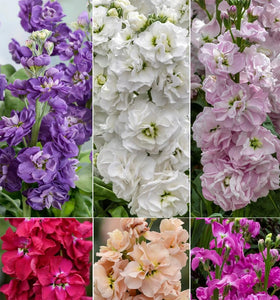 Seeds Of Strength matthiola incana bloom for elegant cut flowers
