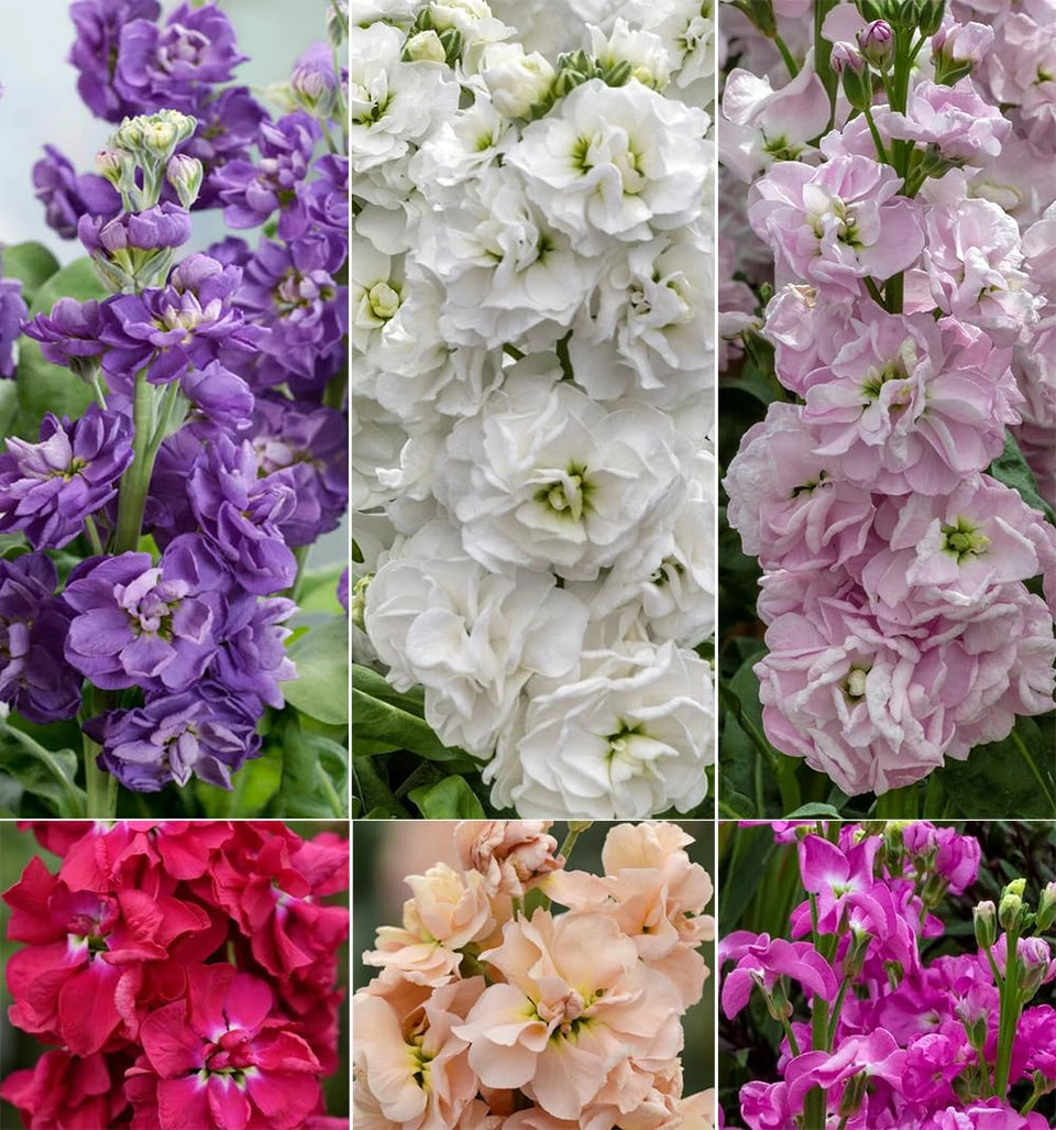 Seeds Of Strength matthiola incana bloom for elegant cut flowers