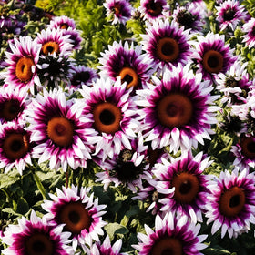 Seeds Of Strength strawberry-pink sunflower bloom close-up showing vibrant petals.