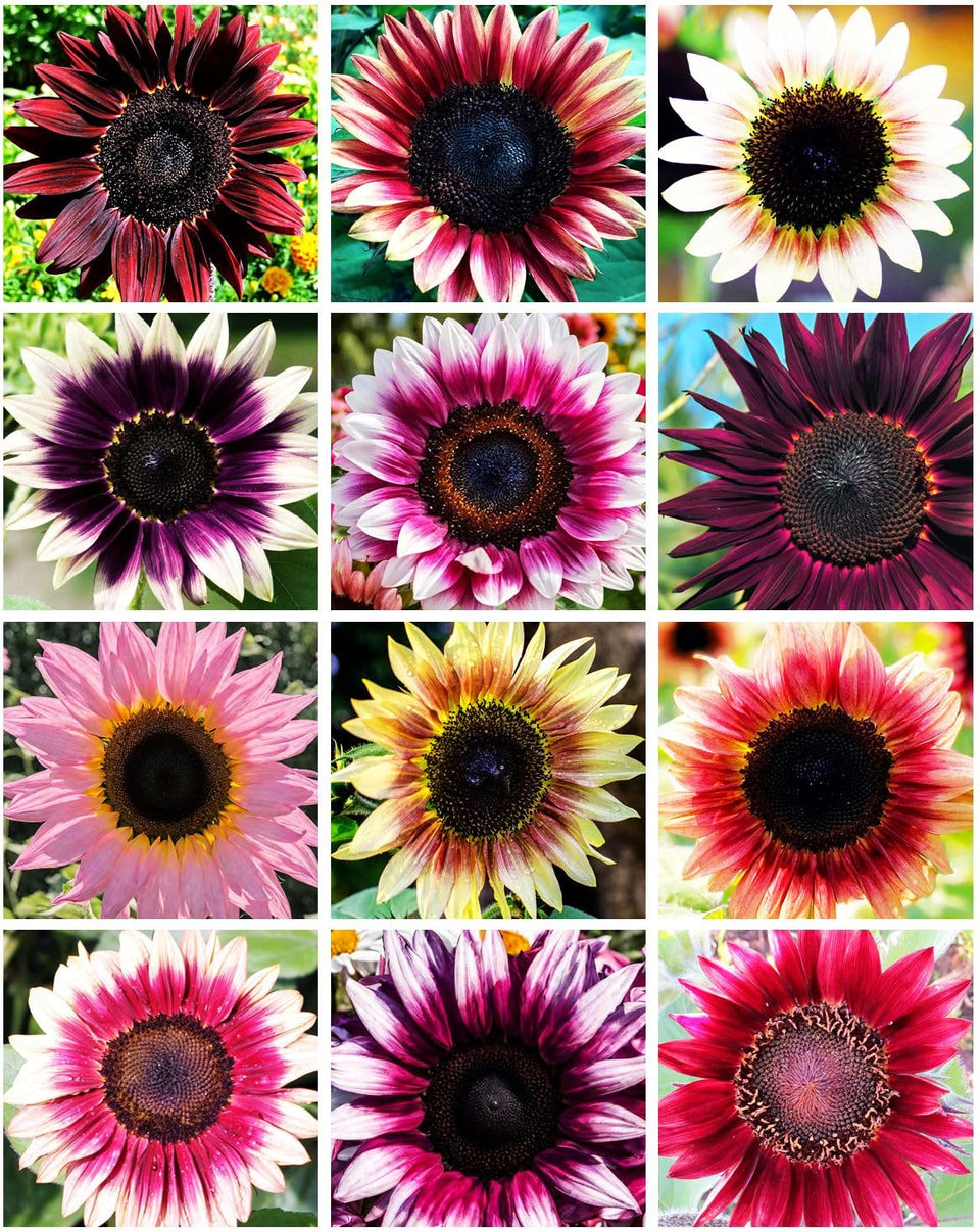 Seeds Of Strength strawberry-pink sunflower seed pack ready for planting.