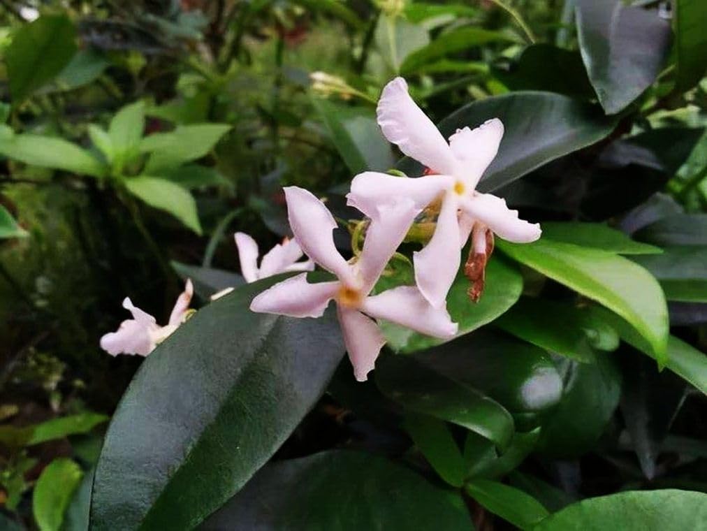 Seeds Of Strength jasmine thriving in full sun, ideal for warm temperate spots.