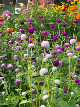 Seeds Of Strength surface-sown germination with warmth boosts quick shoot emergence