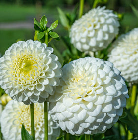 Seeds Of Strength surprise packaging for dahlia seeds adds joy to gardening unboxing.