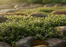 Seeds Of Strength thyme seeds offer fresh leaves for cooking