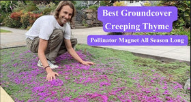 Seeds Of Strength non-GMO heirloom thyme seeds for pure varieties