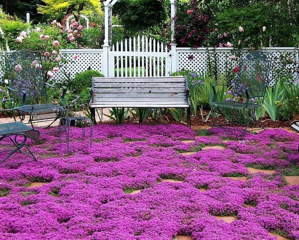 Seeds Of Strength Thymus Serpyllum seedlings ideal for borders and herbs.