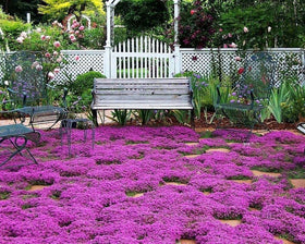 Seeds Of Strength Thymus Serpyllum seedlings ideal for borders and herbs.