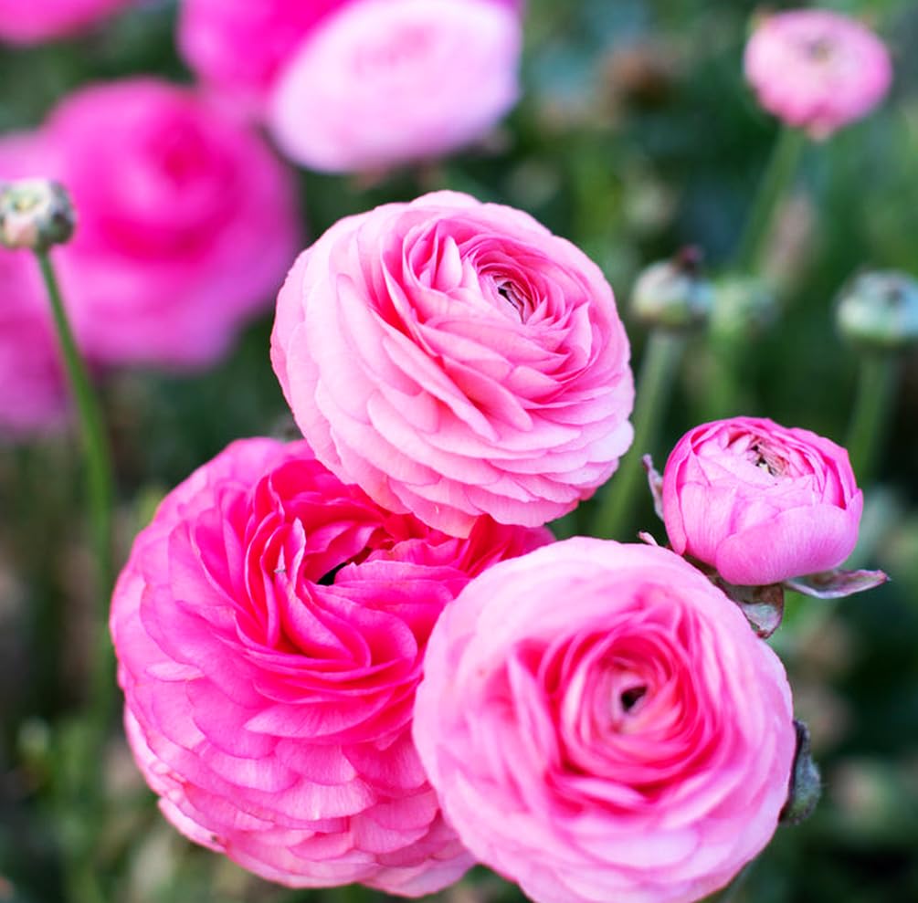 Seeds Of Strength versatile bulbs for indoor arrangements and outdoor gardens