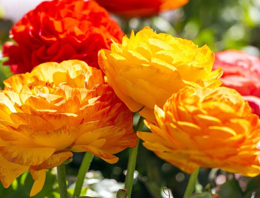 Seeds Of Strength versatile bulbs for garden beds and containers