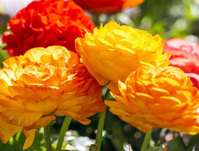 Seeds Of Strength versatile bulbs for garden beds and containers