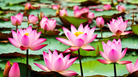 Seeds Of Strength vibrant blooms brighten any water feature or tabletop.