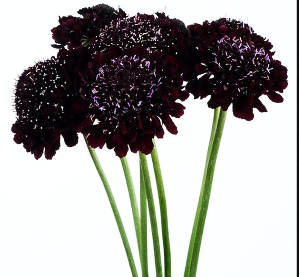 Well-drained soil setup promoting healthy Seeds Of Strength growth
