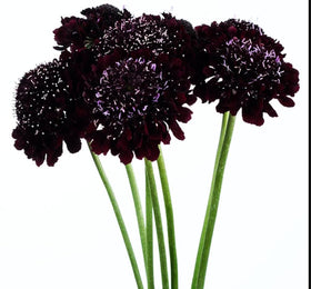 Well-drained soil setup promoting healthy Seeds Of Strength growth