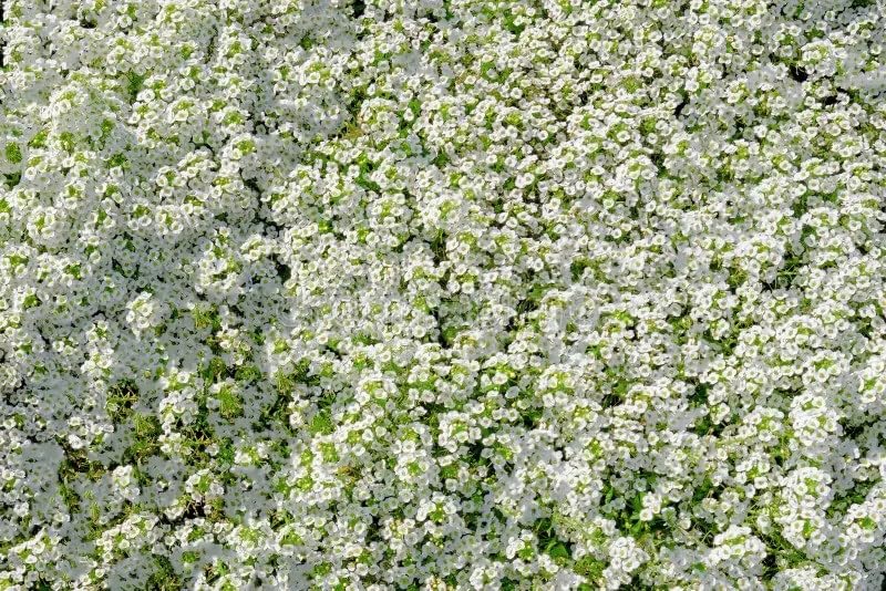 Seeds2Go Alyssum baskets-containers brighten containers with compact white blooms.