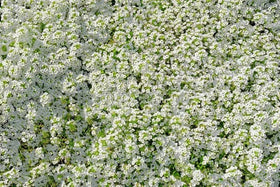 Seeds2Go Alyssum baskets-containers brighten containers with compact white blooms.