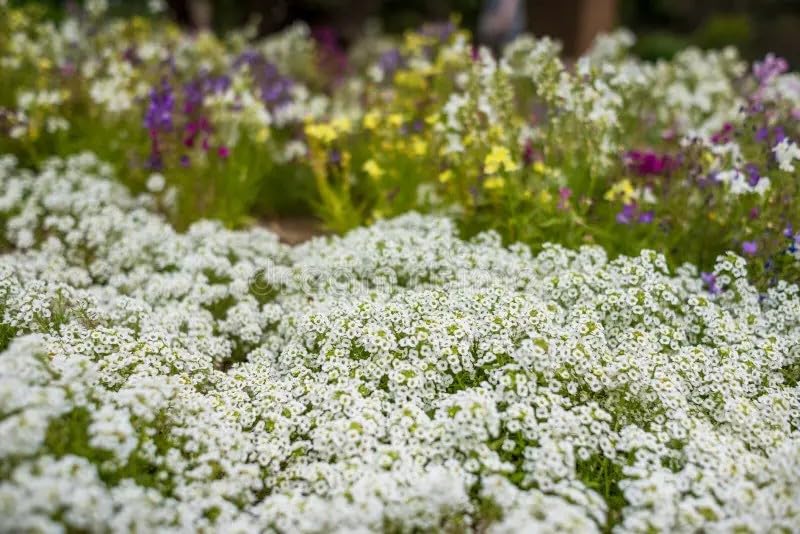 Seeds2Go Alyssum trailing mound provides low, compact coverage ideal for walkways.