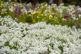 Seeds2Go Alyssum trailing mound provides low, compact coverage ideal for walkways.