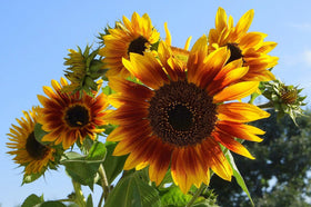 Seeds2Go Autumn Beauty bouquet-ready blooms add seasonal color to arrangements.