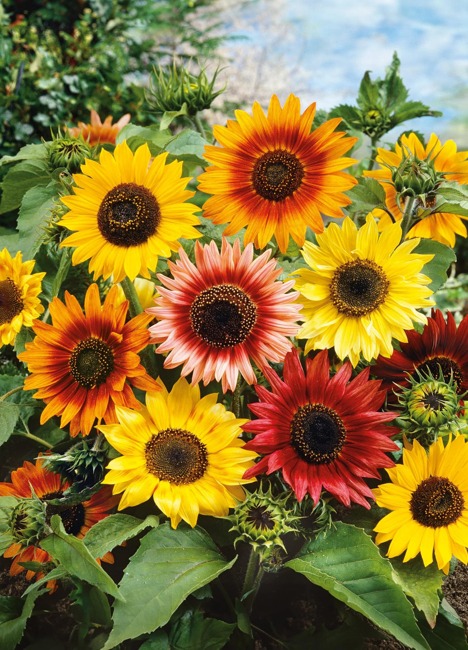 Seeds2Go Autumn Beauty sunflower head close-up, autumn colors ideal for borders attracting pollinators.