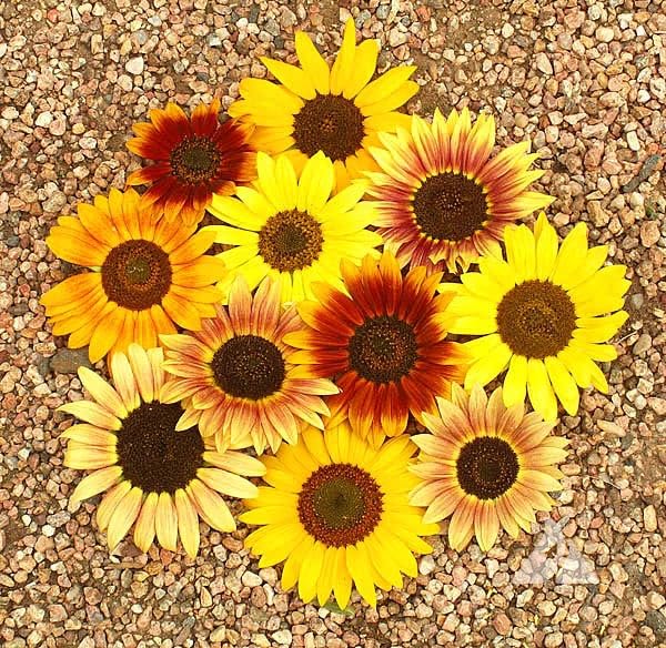 Seeds2Go Autumn Beauty plant in garden showing tall, branching stems for dramatic borders.