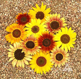Seeds2Go Autumn Beauty plant in garden showing tall, branching stems for dramatic borders.