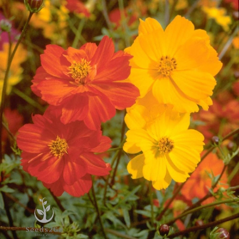 Seeds2Go Bright Lights Cosmos blooms add vibrant color for borders and bouquets