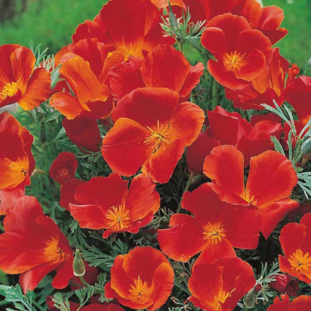 Seeds2Go California Poppy drought-tolerant flowers for xeriscapes