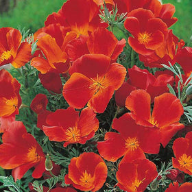 Seeds2Go California Poppy drought-tolerant flowers for xeriscapes