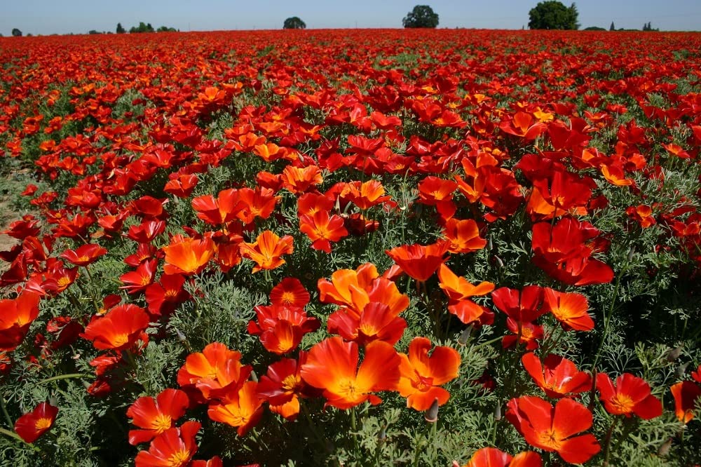 Seeds2Go Red Chief poppy bloom close-up; vibrant color for borders