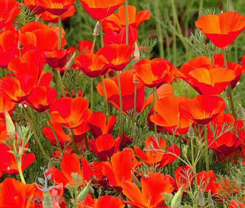 Seeds2Go California Poppy Red Chief seeds pack for sunny gardens and pollinator-friendly beds
