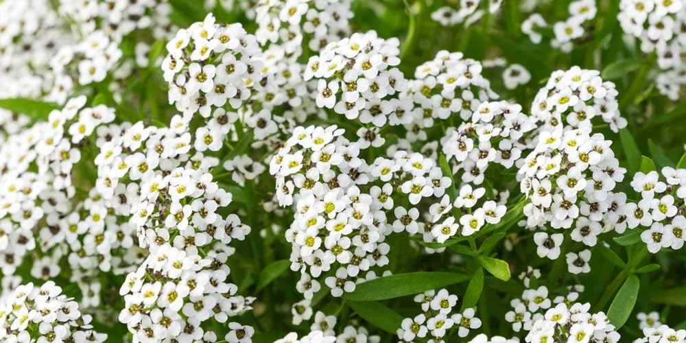 Seeds2Go Carpet of Snow Alyssum flowers bloom densely for border edging with fragrance.