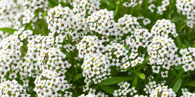 Seeds2Go Carpet of Snow Alyssum flowers bloom densely for border edging with fragrance.