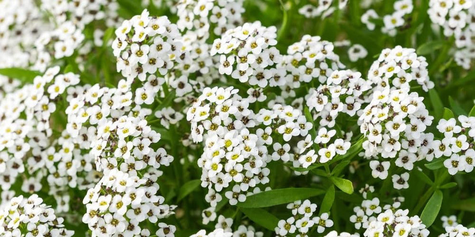 Seeds2Go Carpet of Snow Alyssum flowers bloom densely for border edging with fragrance.