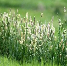 Seeds2Go Climax Timothy Grass hay for small pets and livestock.