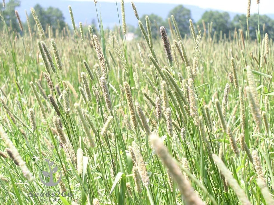 Seeds2Go Climax Timothy Grass seed bag ready for sowing and reliable forage.