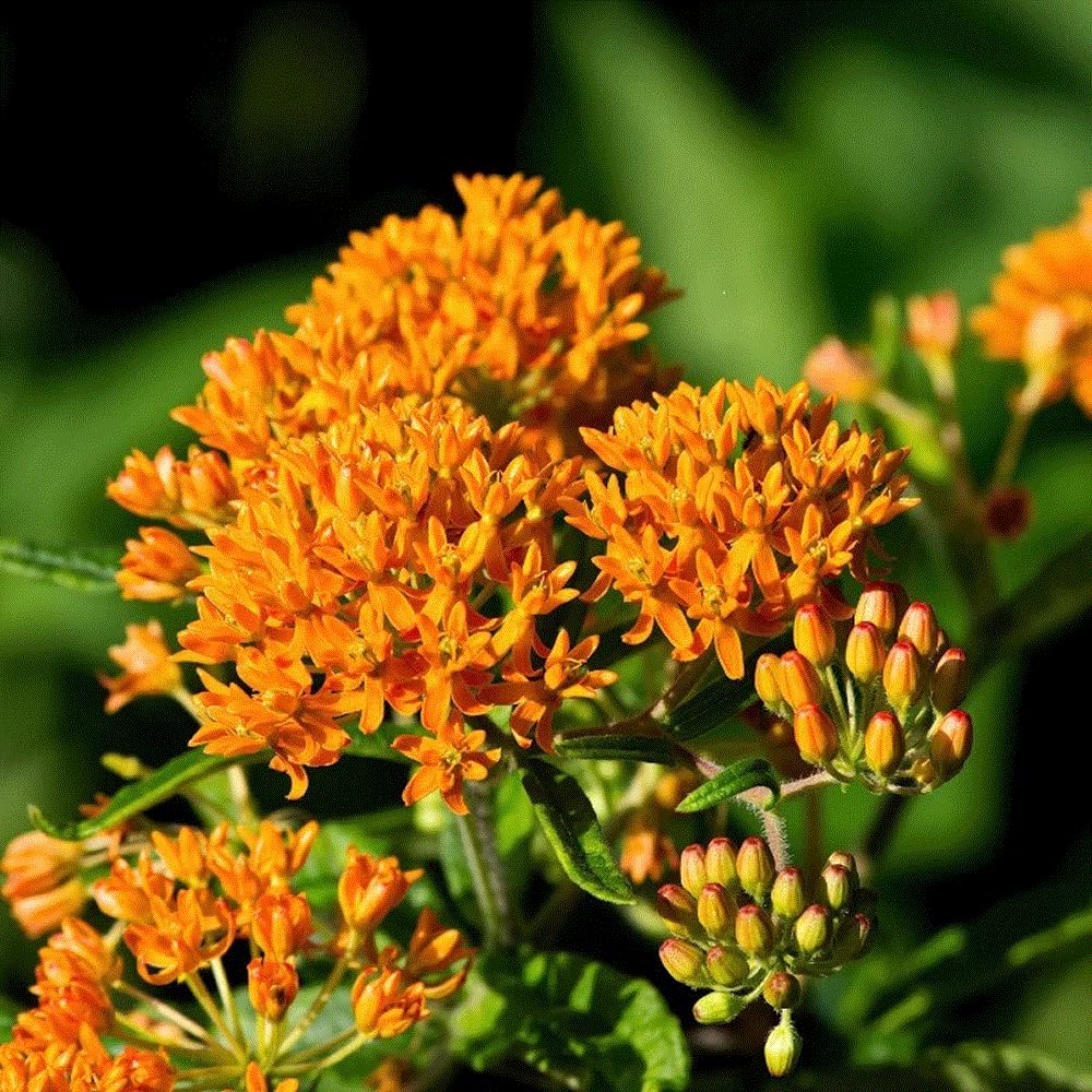 Seeds2Go cold-stratification improves germination for spring sprouting of milkweed seeds.