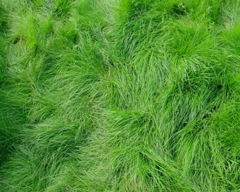 Seeds2Go Creeping Red Fescue seed close-up for shade-tolerant lawns.