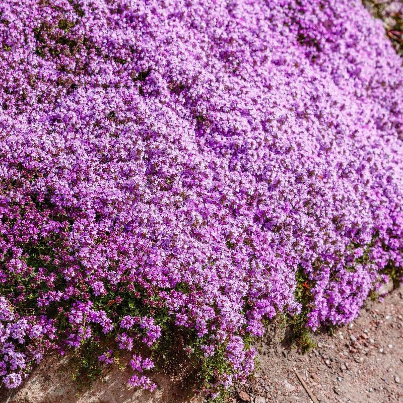 Seeds2Go creeping thyme dense ground-cover with lavender blooms for yards and slopes.