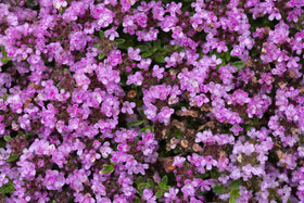Seeds2Go creeping thyme fine foliage; dwarf serpyllum ideal for borders and rock gardens.