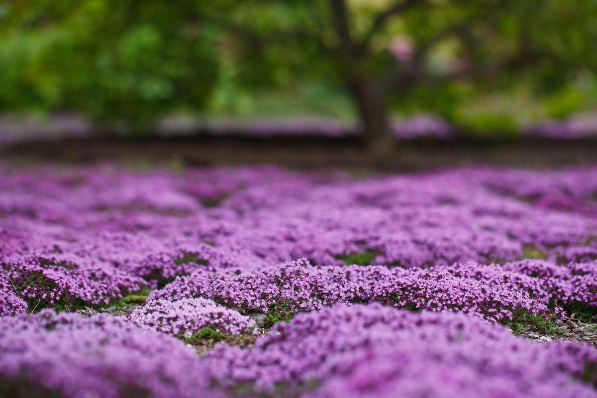 Seeds2Go creeping thyme attracts pollinators; fragrant blooms brighten outdoor spaces.