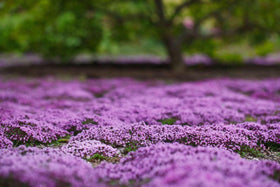Seeds2Go creeping thyme attracts pollinators; fragrant blooms brighten outdoor spaces.