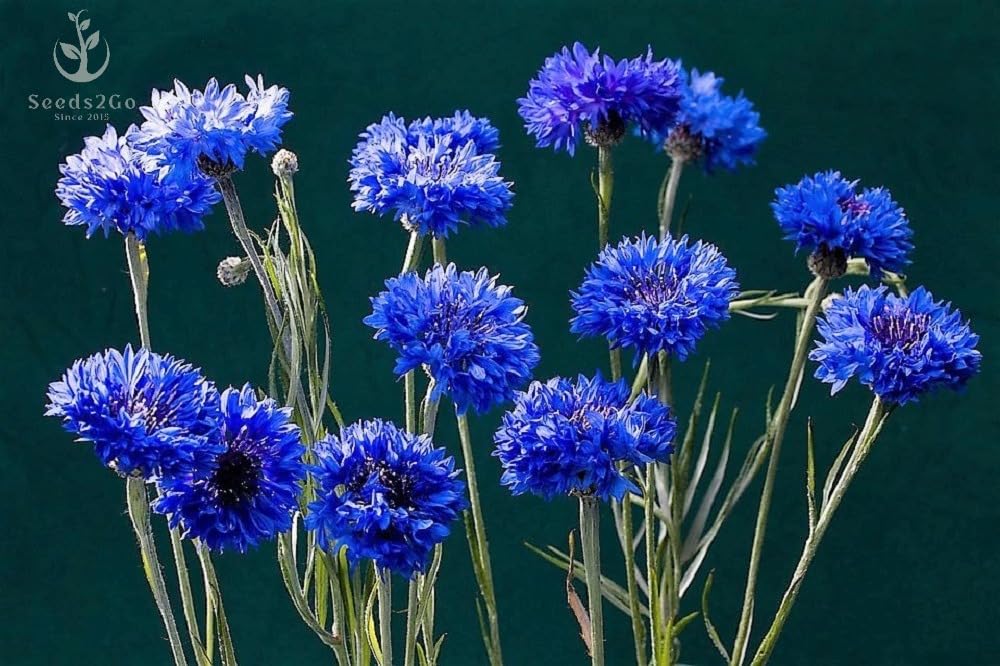 Seeds2Go Dwarf Blue Cornflower bed-border adds vibrant color for pollinators.