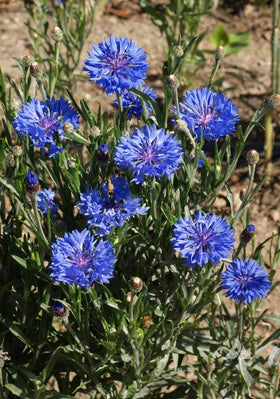 Seeds2Go Dwarf Blue Cornflower dried-blooms preserve color for crafts and decor.