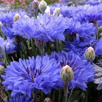 Seeds2Go Dwarf Blue Cornflower early bloom brightens borders and beds.