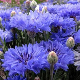 Seeds2Go Dwarf Blue Cornflower early bloom brightens borders and beds.