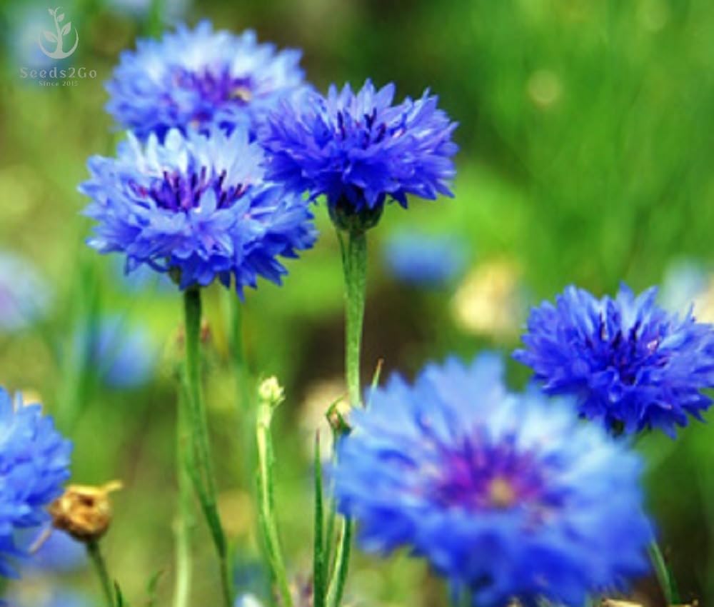 Seeds2Go Dwarf Blue Cornflower seed pack for easy spring sowing.