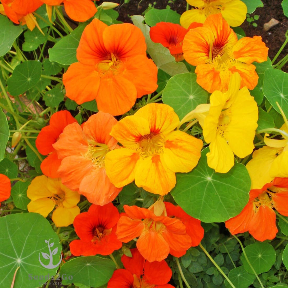 Seeds2Go Dwarf Jewel Mix nasturtium bloom close-up showing vibrant edible colors