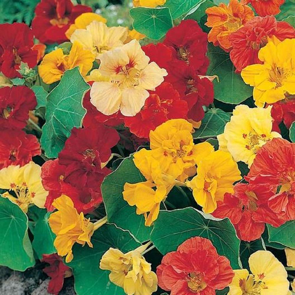 Seeds2Go Dwarf Jewel Mix seed packet ready for sowing