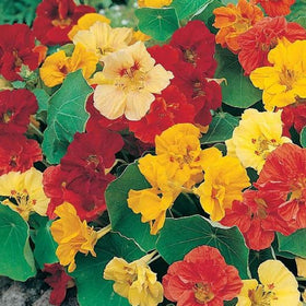 Seeds2Go Dwarf Jewel Mix seed packet ready for sowing